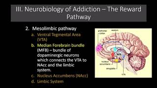 Lecture 11 The Neurobiology of Addiction The Reward Pathway [upl. by Kared570]