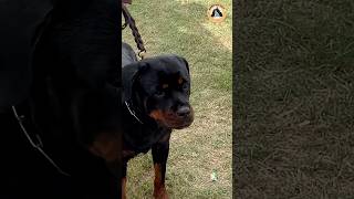 Our Champion Lady Ollie  India’s Most Beautiful Rottweiler Female Is All Set To Win shorts dogs [upl. by Bennion]