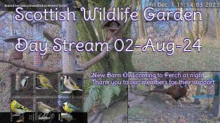 LIVE 🔴 Bird Feeders Wildlife Cameras Scotland UK from Scottish Wildlife Garden [upl. by Ylrebmi]