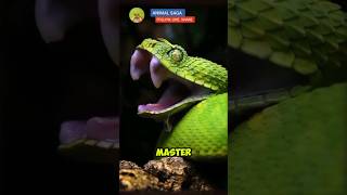 Bush Viper  Natures Vibrant Serpent in the Wild 🐍 animal wildlife documentary snake [upl. by Ahse978]