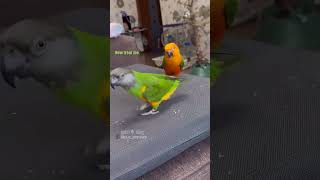 bird joke 🤣🤣🤣 shorts funny birds viralvideo [upl. by Nyrehtak]