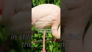 Flamingo Secrets Mastering Balance for a Stronger You motivation successmindset couragetolive [upl. by Lorinda]