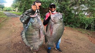 TILÁPIAS DE 7 KILOS Monstros selvagens atacam Pescaria especial as GIGANTES DO RIO [upl. by Sices]