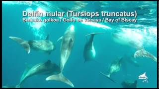 Delfín mular Tursiops truncatus [upl. by Donahue443]