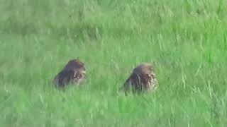 Burrowing Owl video 1 Melbourne airport [upl. by Lemrahs639]