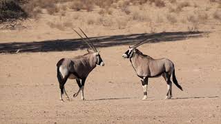 Kgalagadi Transfrontier Park 2024 [upl. by Byrd]