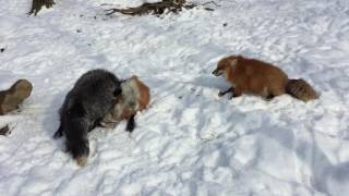 Foxes Play Fighting in the Snow [upl. by Helsie]