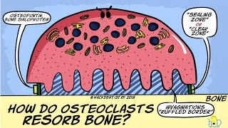 How do osteoclasts resorb bone [upl. by Ethelyn]