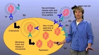 Influenza infection model  Carolyn Bertozzi BerkeleyHHMI [upl. by Ellenaj59]