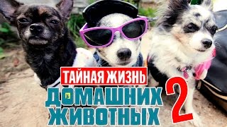 ТАЙНАЯ ЖИЗНЬ ДОМАШНИХ ЖИВОТНЫХ ПОРУССКИ  2 СЕРИЯ [upl. by Bailar]