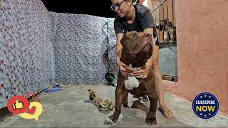 Pit Monster Bull lekthebestkennel [upl. by Acissey]