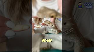 Bearded Dragon Tough Beard Hilarious Moves [upl. by Akerdnahs671]