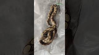 Captured and released Baby Python 🐍😲 python snake nature babypython [upl. by Nysa]