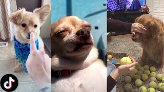 Funny Dogs of TikTok Compilation  Doggos Doing Funny Things TIK TOK [upl. by Artkele]