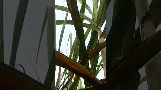 3102 sugarcane variety viral video short farming love [upl. by Steen]