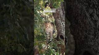 The beautiful Aranyani female of the Malelane area in KNP wildlife leopard nature animals [upl. by Jedd]