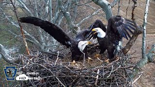 Intruder at the PA Farm Country Eagle Nest  HDOnTapcom [upl. by Olaf]