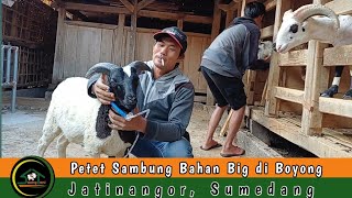 PETET BAHAN BIG KE JATINANGOR SUMEDANG [upl. by Nillor]