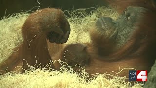 Saint Louis Zoo welcomes first baby orangutan in 9 years [upl. by Seko402]