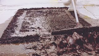 The MOST SATISFYING Carpet Cleaning Techniques asmr satisfying [upl. by Chisholm]