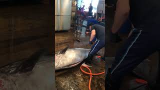 Bluefin Tuna Cutting Skill [upl. by Weaver224]