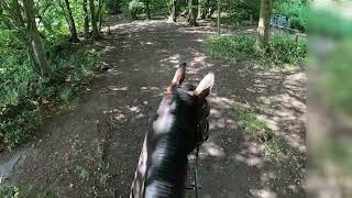 Kallie Horse  Lullingstone Country Park Bridleway on horseback in summer [upl. by Eibor]