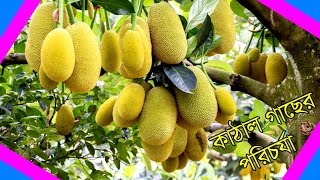 উন্নত জাতের কাঁঠালের চারা ও গাছ পরিচর্যা করার নিয়ম। Care of the jackfruit tree [upl. by Orenid]