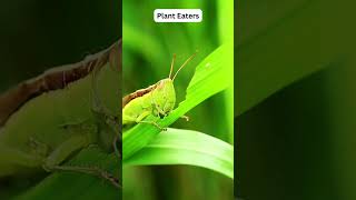 Amazing Facts About Grasshoppers You Didnt Know [upl. by Oilicec]