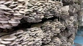 COMMENT FRUCTIFIER LES CHAMPIGNONS pour une récolte RECORD [upl. by Nasah684]