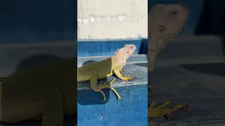 Albino iguana in Pakistan 🇵🇰 muheebkhanzada iguana [upl. by Horner135]