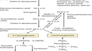 alpha linolenic acid metabolism [upl. by Nitsir]