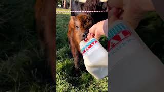 Feeding Marcia Calf and Mom Battle for the Bottle [upl. by Retsam141]