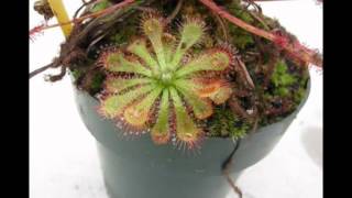 Drosera spatulata timelapse [upl. by Ical]