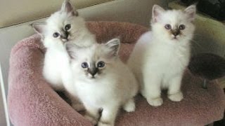 Birman Cat and Kittens  History of the Burmese Historical Breed [upl. by Cynthia]