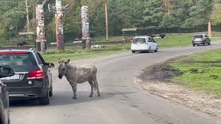 Serengeti Park Hodenhagen GermanyJourneyJoyTV [upl. by Salina]