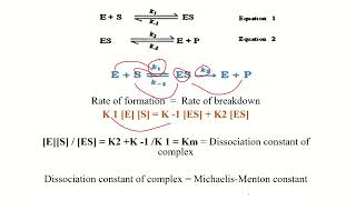 Michaelis–Menten Equation Derivation in Malayalam [upl. by Rives]