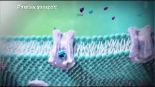 Active Transport amp Passive Transport  Cell Transport  Medical Animations [upl. by Mayhs]