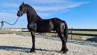 Wow what a beautiful colt Hendrik is now hes sold  Friesian Horses [upl. by Yadnil]