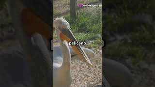 3 Curiosidades Incríveis sobre o Pelicano animals mundoanimal [upl. by Reedy596]