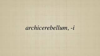 archicerebellum i [upl. by Glynis]