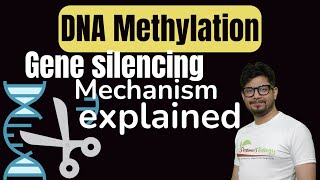 DNA Methylation in Hindi  DNA methylation in gene silencing [upl. by Eldwun]