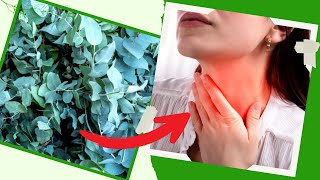 Eucalyptus Benefits  Top 7 Wonderful Health Benefits of Eucalyptus [upl. by Ecnerwal363]