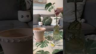 Propagation to repotting 🪴propagation monstera repotting shortsfeed youtube shorts plants [upl. by Ignace]