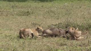 Cheetahs Hunting for wildebeest [upl. by Jan]