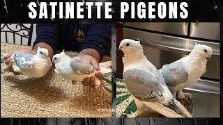 Satinette pigeon  Fancy Pigeons [upl. by Correy]