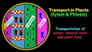 Transport in Plants Xylem amp Phloem [upl. by Nnaitsirhc]