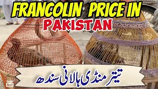 Birds market latest update  Francolin prices in Pakistan  Teetar ki awaz ​⁠VetAsadullah [upl. by Mendes]