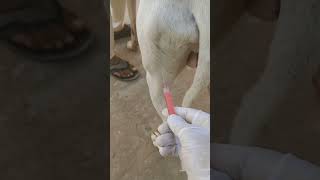 How vet saved Dog viral shortsanimals drfaisallilla vet shorts trending dog shortsfeed [upl. by Hezekiah240]