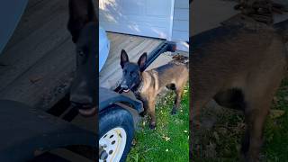 Trooper finds human muscle belgianmalinois workingdog searchandrescue [upl. by Mirabel475]