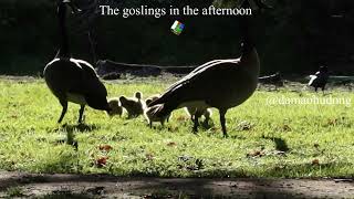 The goslings in the afternoon [upl. by Otrebide]